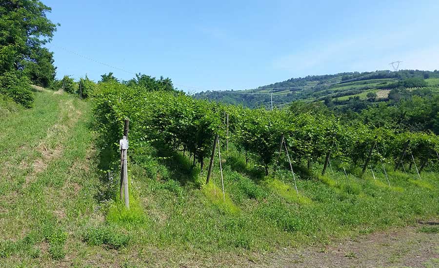 Dal Maso Recioto di Gambellara Spumante