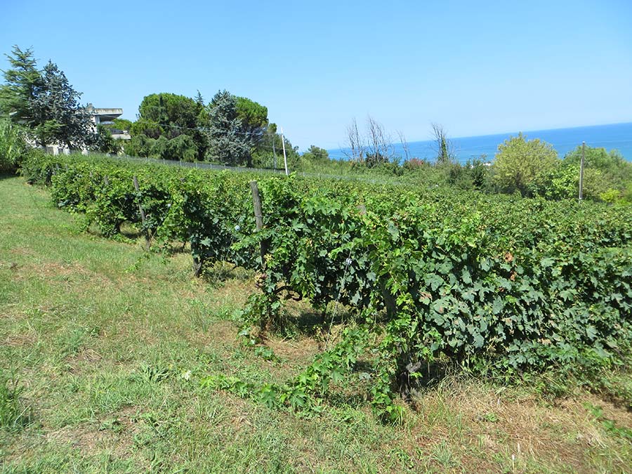 La vigna di Silvi Marina (TE)