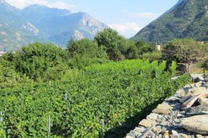 I vigneti di Fabrizio Priod
